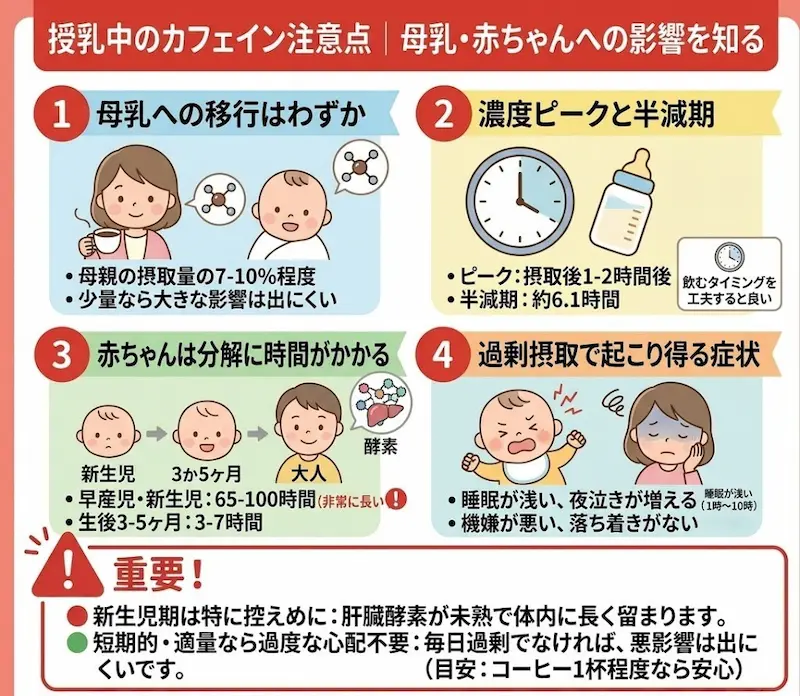 カフェイン接種の注意点と母子への影響_解説画像