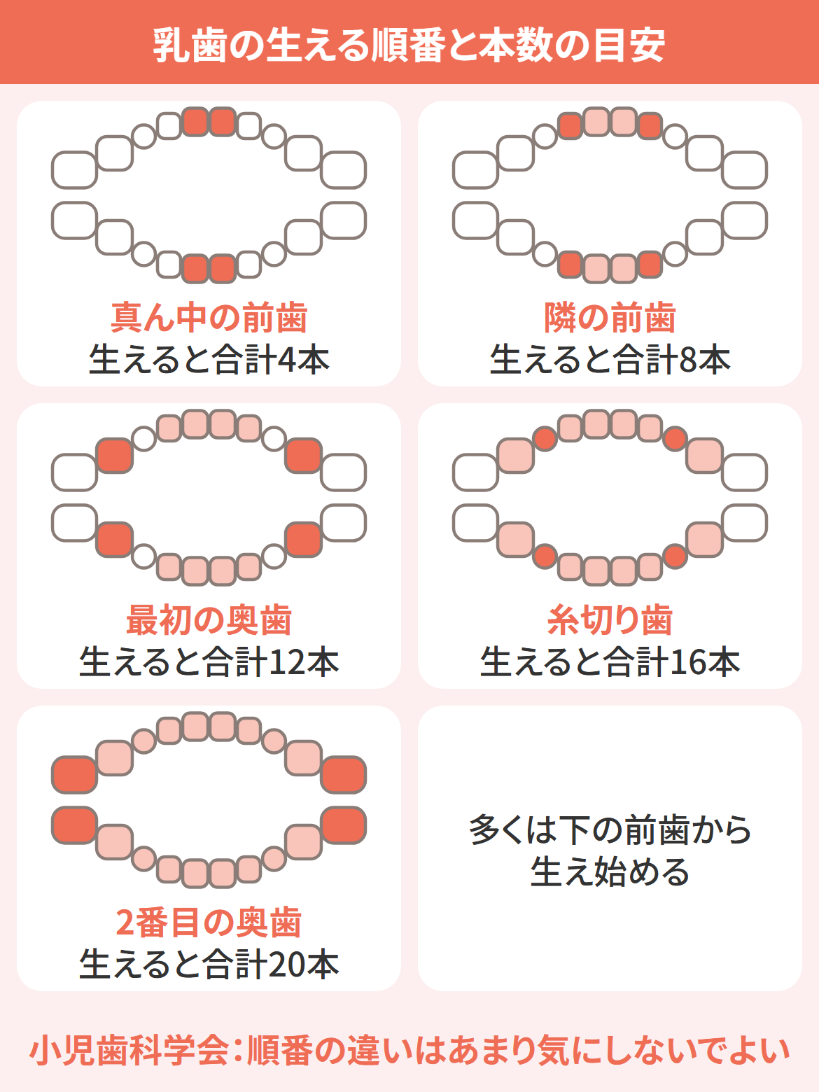 乳歯の生える順番と本数を示す図。真ん中の前歯から生え始め、隣の前歯、最初の奥歯、糸切り歯、2番目の奥歯の順に増えて合計20本になる。多くは下の前歯から生え始め、小児歯科学会は順番の違いはあまり気にしないでよいとしている